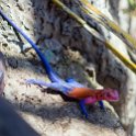 TZA MAR SerengetiNP 2016DEC24 VisitorCentre 011 : 2016, 2016 - African Adventures, Africa, Date, December, Eastern, Mara, Month, Places, Serengeti National Park, Serengeti Visitors Centre, Seronera, Tanzania, Trips, Year