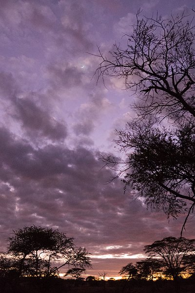 TZA MAR SerengetiNP 2016DEC25 Nguchiro 001