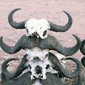 TZA MAR SerengetiNP 2016DEC25 Nguchiro 008 : 2016, 2016 - African Adventures, Africa, Date, December, Eastern, Mara, Month, Nguchiro Camp, Places, Serengeti National Park, Tanzania, Trips, Year