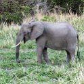TZA MOR Mikumi 2016DEC16 MkataRiver 006 : 2016, 2016 - African Adventures, Africa, Date, December, Eastern, Mikumi, Mkata River, Month, Morogoro, Places, Tanzania, Trips, Year