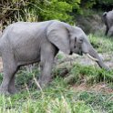 TZA MOR Mikumi 2016DEC16 MkataRiver 007 : 2016, 2016 - African Adventures, Africa, Date, December, Eastern, Mikumi, Mkata River, Month, Morogoro, Places, Tanzania, Trips, Year