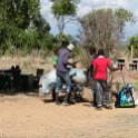 TZA MOR Mikumi 2016DEC16 NP 005 : 2016, 2016 - African Adventures, Africa, Date, December, Eastern, Mikumi, Month, Morogoro, National Park, Places, Tanzania, Trips, Year