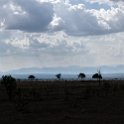 TZA MOR Mikumi 2016DEC16 NP 014 : 2016, 2016 - African Adventures, Africa, Date, December, Eastern, Mikumi, Month, Morogoro, National Park, Places, Tanzania, Trips, Year