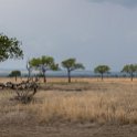 TZA MOR Mikumi 2016DEC16 NP 015 : 2016, 2016 - African Adventures, Africa, Date, December, Eastern, Mikumi, Month, Morogoro, National Park, Places, Tanzania, Trips, Year