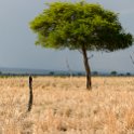 TZA MOR Mikumi 2016DEC16 NP 018 : 2016, 2016 - African Adventures, Africa, Date, December, Eastern, Mikumi, Month, Morogoro, National Park, Places, Tanzania, Trips, Year