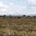 TZA MOR Mikumi 2016DEC16 NP 025 : 2016, 2016 - African Adventures, Africa, Date, December, Eastern, Mikumi, Month, Morogoro, National Park, Places, Tanzania, Trips, Year