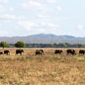 TZA MOR Mikumi 2016DEC16 NP 027 : 2016, 2016 - African Adventures, Africa, Date, December, Eastern, Mikumi, Month, Morogoro, National Park, Places, Tanzania, Trips, Year