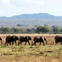 TZA MOR Mikumi 2016DEC16 NP 028 : 2016, 2016 - African Adventures, Africa, Date, December, Eastern, Mikumi, Month, Morogoro, National Park, Places, Tanzania, Trips, Year