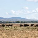 TZA MOR Mikumi 2016DEC16 NP 029 : 2016, 2016 - African Adventures, Africa, Date, December, Eastern, Mikumi, Month, Morogoro, National Park, Places, Tanzania, Trips, Year