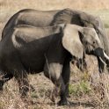 TZA MOR Mikumi 2016DEC16 NP 031 : 2016, 2016 - African Adventures, Africa, Date, December, Eastern, Mikumi, Month, Morogoro, National Park, Places, Tanzania, Trips, Year