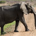 TZA MOR Mikumi 2016DEC16 NP 033 : 2016, 2016 - African Adventures, Africa, Date, December, Eastern, Mikumi, Month, Morogoro, National Park, Places, Tanzania, Trips, Year