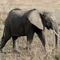 TZA MOR Mikumi 2016DEC16 NP 034 : 2016, 2016 - African Adventures, Africa, Date, December, Eastern, Mikumi, Month, Morogoro, National Park, Places, Tanzania, Trips, Year
