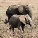 TZA MOR Mikumi 2016DEC16 NP 035 : 2016, 2016 - African Adventures, Africa, Date, December, Eastern, Mikumi, Month, Morogoro, National Park, Places, Tanzania, Trips, Year