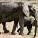 TZA MOR Mikumi 2016DEC16 NP 036 : 2016, 2016 - African Adventures, Africa, Date, December, Eastern, Mikumi, Month, Morogoro, National Park, Places, Tanzania, Trips, Year