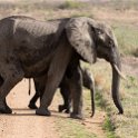 TZA MOR Mikumi 2016DEC16 NP 037 : 2016, 2016 - African Adventures, Africa, Date, December, Eastern, Mikumi, Month, Morogoro, National Park, Places, Tanzania, Trips, Year