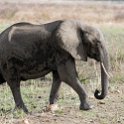 TZA MOR Mikumi 2016DEC16 NP 038 : 2016, 2016 - African Adventures, Africa, Date, December, Eastern, Mikumi, Month, Morogoro, National Park, Places, Tanzania, Trips, Year