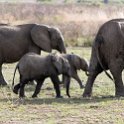 TZA MOR Mikumi 2016DEC16 NP 039 : 2016, 2016 - African Adventures, Africa, Date, December, Eastern, Mikumi, Month, Morogoro, National Park, Places, Tanzania, Trips, Year