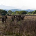 TZA MOR Mikumi 2016DEC16 NP 040 : 2016, 2016 - African Adventures, Africa, Date, December, Eastern, Mikumi, Month, Morogoro, National Park, Places, Tanzania, Trips, Year