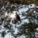 TZA MOR Mikumi 2016DEC16 NP 041 : 2016, 2016 - African Adventures, Africa, Date, December, Eastern, Mikumi, Month, Morogoro, National Park, Places, Tanzania, Trips, Year