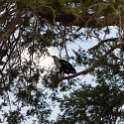 TZA MOR Mikumi 2016DEC16 NP 042 : 2016, 2016 - African Adventures, Africa, Date, December, Eastern, Mikumi, Month, Morogoro, National Park, Places, Tanzania, Trips, Year