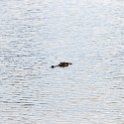 TZA MOR Mikumi 2016DEC16 NP 045 : 2016, 2016 - African Adventures, Africa, Date, December, Eastern, Mikumi, Month, Morogoro, National Park, Places, Tanzania, Trips, Year