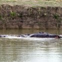 TZA MOR Mikumi 2016DEC16 NP 047 : 2016, 2016 - African Adventures, Africa, Date, December, Eastern, Mikumi, Month, Morogoro, National Park, Places, Tanzania, Trips, Year