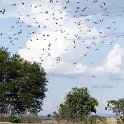 TZA MOR Mikumi 2016DEC16 NP 048 : 2016, 2016 - African Adventures, Africa, Date, December, Eastern, Mikumi, Month, Morogoro, National Park, Places, Tanzania, Trips, Year