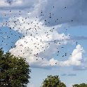 TZA MOR Mikumi 2016DEC16 NP 049 : 2016, 2016 - African Adventures, Africa, Date, December, Eastern, Mikumi, Month, Morogoro, National Park, Places, Tanzania, Trips, Year