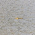 TZA MOR Mikumi 2016DEC16 NP 052 : 2016, 2016 - African Adventures, Africa, Date, December, Eastern, Mikumi, Month, Morogoro, National Park, Places, Tanzania, Trips, Year