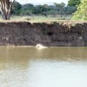 TZA MOR Mikumi 2016DEC16 NP 053 : 2016, 2016 - African Adventures, Africa, Date, December, Eastern, Mikumi, Month, Morogoro, National Park, Places, Tanzania, Trips, Year