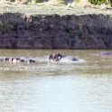 TZA MOR Mikumi 2016DEC16 NP 054 : 2016, 2016 - African Adventures, Africa, Date, December, Eastern, Mikumi, Month, Morogoro, National Park, Places, Tanzania, Trips, Year