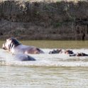 TZA MOR Mikumi 2016DEC16 NP 055 : 2016, 2016 - African Adventures, Africa, Date, December, Eastern, Mikumi, Month, Morogoro, National Park, Places, Tanzania, Trips, Year