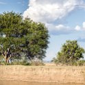 TZA MOR Mikumi 2016DEC16 NP 056 : 2016, 2016 - African Adventures, Africa, Date, December, Eastern, Mikumi, Month, Morogoro, National Park, Places, Tanzania, Trips, Year