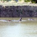 TZA MOR Mikumi 2016DEC16 NP 057 : 2016, 2016 - African Adventures, Africa, Date, December, Eastern, Mikumi, Month, Morogoro, National Park, Places, Tanzania, Trips, Year