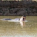 TZA MOR Mikumi 2016DEC16 NP 058 : 2016, 2016 - African Adventures, Africa, Date, December, Eastern, Mikumi, Month, Morogoro, National Park, Places, Tanzania, Trips, Year