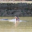 TZA MOR Mikumi 2016DEC16 NP 059 : 2016, 2016 - African Adventures, Africa, Date, December, Eastern, Mikumi, Month, Morogoro, National Park, Places, Tanzania, Trips, Year
