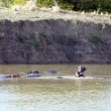 TZA MOR Mikumi 2016DEC16 NP 060 : 2016, 2016 - African Adventures, Africa, Date, December, Eastern, Mikumi, Month, Morogoro, National Park, Places, Tanzania, Trips, Year