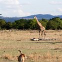 TZA MOR Mikumi 2016DEC16 NP 062 : 2016, 2016 - African Adventures, Africa, Date, December, Eastern, Mikumi, Month, Morogoro, National Park, Places, Tanzania, Trips, Year