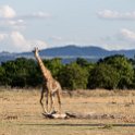 TZA MOR Mikumi 2016DEC16 NP 063 : 2016, 2016 - African Adventures, Africa, Date, December, Eastern, Mikumi, Month, Morogoro, National Park, Places, Tanzania, Trips, Year