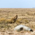 TZA ARU Shinyanga 2016DEC23 RoadB144 002 : 2016, 2016 - African Adventures, Africa, Date, December, Eastern, Month, Places, Road B144, Serengeti National Park, Shinyanga, Tanzania, Trips, Year
