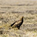 TZA ARU Shinyanga 2016DEC23 RoadB144 003 : 2016, 2016 - African Adventures, Africa, Date, December, Eastern, Month, Places, Road B144, Serengeti National Park, Shinyanga, Tanzania, Trips, Year