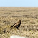 TZA ARU Shinyanga 2016DEC23 RoadB144 004 : 2016, 2016 - African Adventures, Africa, Date, December, Eastern, Month, Places, Road B144, Serengeti National Park, Shinyanga, Tanzania, Trips, Year