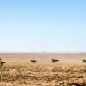 TZA ARU Shinyanga 2016DEC23 RoadB144 008 : 2016, 2016 - African Adventures, Africa, Date, December, Eastern, Month, Places, Road B144, Serengeti National Park, Shinyanga, Tanzania, Trips, Year