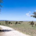 TZA SHI SerengetiNP 2016DEC24 LookoutHill 013 : 2016, 2016 - African Adventures, Africa, Date, December, Eastern, Lookout Hill, Month, Places, Serengeti National Park, Shinyanga, Tanzania, Trips, Year
