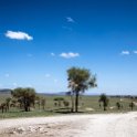 TZA SHI SerengetiNP 2016DEC24 LookoutHill 018 : 2016, 2016 - African Adventures, Africa, Date, December, Eastern, Lookout Hill, Month, Places, Serengeti National Park, Shinyanga, Tanzania, Trips, Year