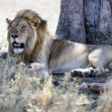TZA SHI SerengetiNP 2016DEC24 NamiriPlains 001 : 2016, 2016 - African Adventures, Africa, Date, December, Eastern, Month, Namiri Plains, Places, Serengeti National Park, Shinyanga, Tanzania, Trips, Year