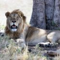 TZA SHI SerengetiNP 2016DEC24 NamiriPlains 002 : 2016, 2016 - African Adventures, Africa, Date, December, Eastern, Month, Namiri Plains, Places, Serengeti National Park, Shinyanga, Tanzania, Trips, Year