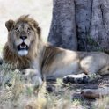 TZA SHI SerengetiNP 2016DEC24 NamiriPlains 003 : 2016, 2016 - African Adventures, Africa, Date, December, Eastern, Month, Namiri Plains, Places, Serengeti National Park, Shinyanga, Tanzania, Trips, Year