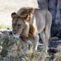 TZA SHI SerengetiNP 2016DEC24 NamiriPlains 006 : 2016, 2016 - African Adventures, Africa, Date, December, Eastern, Month, Namiri Plains, Places, Serengeti National Park, Shinyanga, Tanzania, Trips, Year