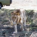 TZA SHI SerengetiNP 2016DEC24 NamiriPlains 007 : 2016, 2016 - African Adventures, Africa, Date, December, Eastern, Month, Namiri Plains, Places, Serengeti National Park, Shinyanga, Tanzania, Trips, Year
